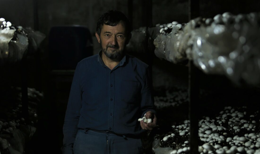 Bursa’da 1200 rakımda günlük 200 kilogram mantar üretiyor Bursa'nın Keles ilçesinde yaşayan Mustafa İyitürk, günde 200 kilogram kültür