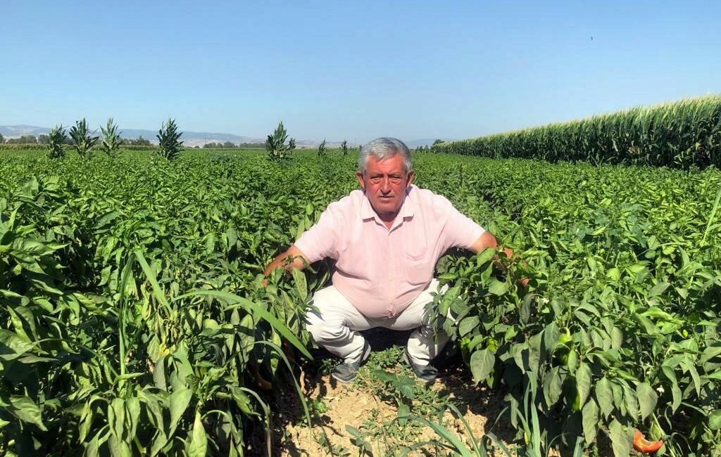 Tarlada yüzüne bakılmayan biber pazar ve marketlerde 35 lira Türkiye'nin önemli üretim merkezlerinden Bursa'nın Yenişehir ilçesinde, tarladan 5 liraya