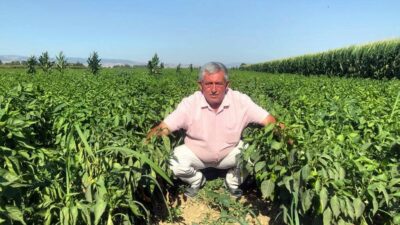 Türkiye'nin önemli üretim merkezlerinden Bursa'nın Yenişehir ilçesinde, tarladan 5 liraya