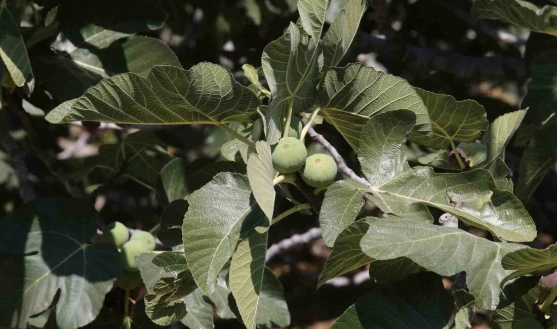 Lezzetiyle ünü ülke sınırlarını aşan Bursa siyah inciri hasadı başladı.