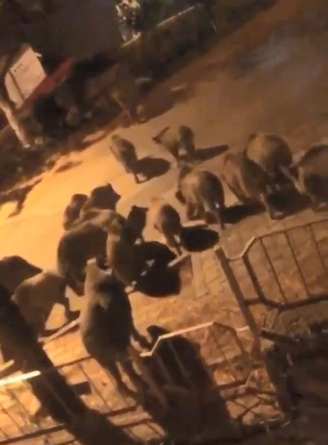 Bursa’da aç kalan yaban domuzları ilçeye indi Bursa'nın Mudanya ilçesinde, aç kalan yaban domuzları yemek bulmak için