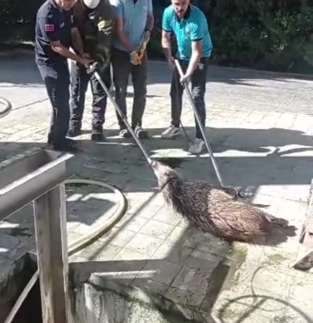 Bursa'nın İnegöl ilçesinde, su kanalına düşen yaban domuzu bulunduğu yerden