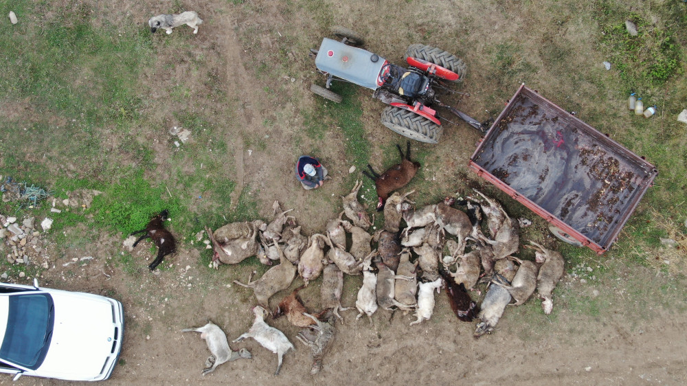 Bursa'da başıboş köpekler koyun sürüsünü yok etti