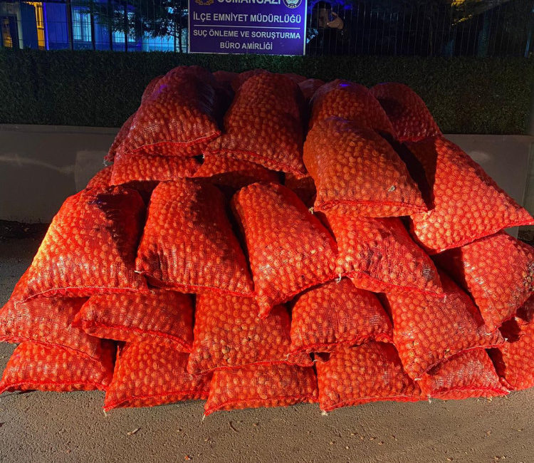 Bursa'nın Osmangazi ilçesinde, bir kişinin 2 bin 360 kilo cevizini