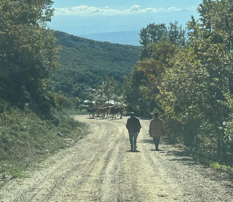 Bursa’da kaybolan inekleri jandarma buldu Bursa'nın Yenişehir ilçesinde, bir mahallelinin kaybettiği 6 büyükbaş hayvanı jandarma