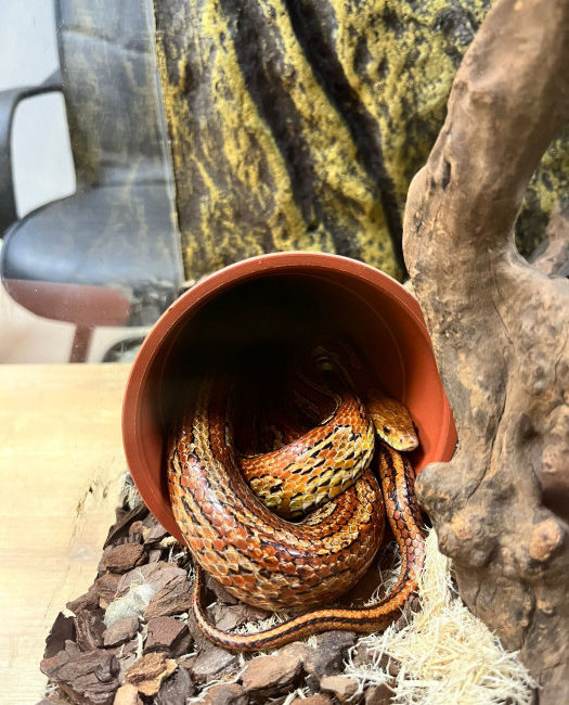 Bursa Emniyet Müdürlüğü ekipleri, yaptıkları çalışmada ülkeye kaçak yollardan sokulan