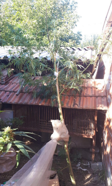 Bursa'nın Nilüfer ilçesinde uyuşturucu yetiştirildiği belirlenen bir adrese operasyon düzenleyen