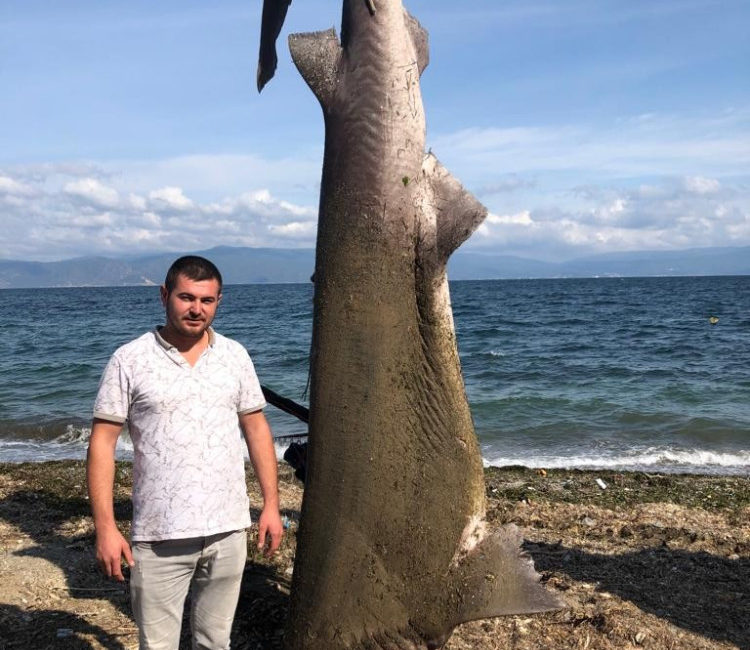 Bursa’da yarım tonluk “dev “balıkçı ağlarına takıldı Bursa'nın Mudanya ilçesinde balıkçılık yapan vatandaşların ağlarına 500 kilogram ağırlığında