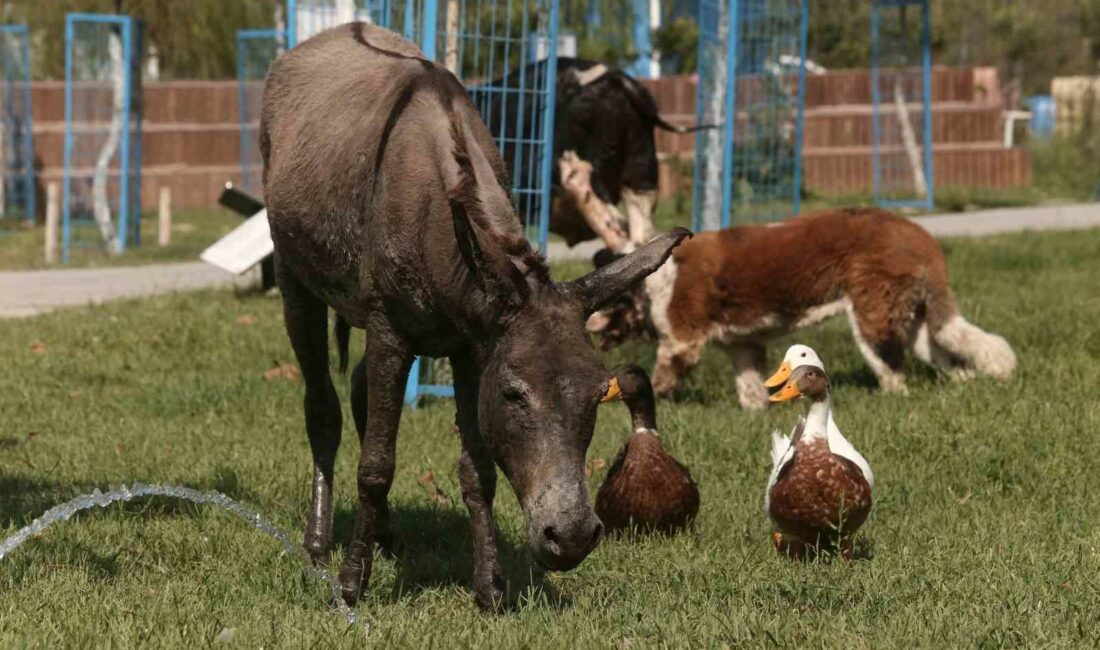 Çanakkale’deki yangından kurtarılan eşek Bursa’da emekliliğe ayrıldı Çanakkale’deki orman yangınında zarar gören bir eşek Bursa’daki Emekli Hayvanlar