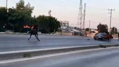 Bursa'nın Yıldırım ilçesinde, karayolunda başıboş dolaşan atlardan biri seyir halindeki