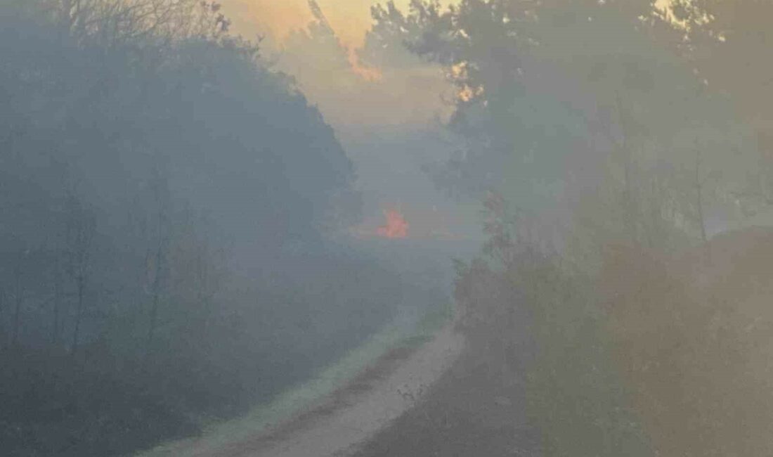 Karacabey’de orman yangını BURSA'NIN KARACABEY İLÇESİNDE BAŞLAYAN ORMAN YANGININA HAVADAN VE KARADAN MÜDAHALE