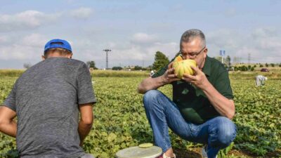 Karacabey ilçesinin Çavuş Mahallesi’nde devam eden kavun hasadı bu yıl
