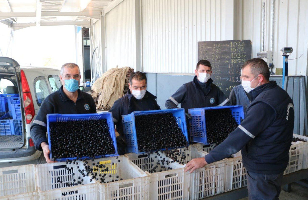 Marmarabirlik'ten yapılan açıklamada, daha önce açıklanan 2022-2023 ürün alım fiyatlarının