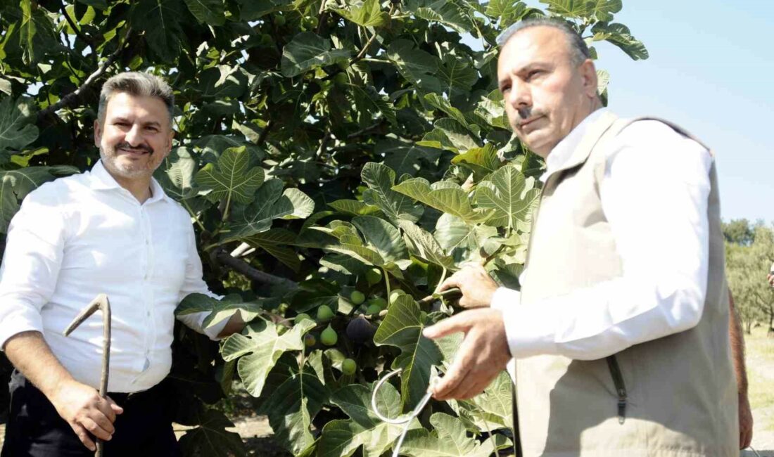 MUDANYA'DA KAYMAKAM AYHAN TERZİ'NİN KATILIMIYLA MUDANYALI ÇİFTÇİLERİN KARA ELMASI VE