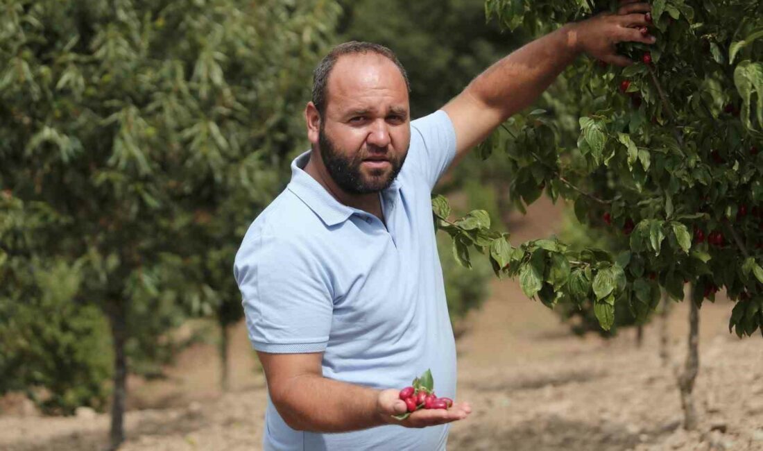 Uludağ’ın eteklerinde erkenci kızılcık hasadı başladı. Dünyanın farklı ülkelerine ihracatı