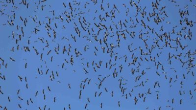 Yaz mevsiminin son günlerine doğru göç yolculuğuna çıkan leylekler Bursa
