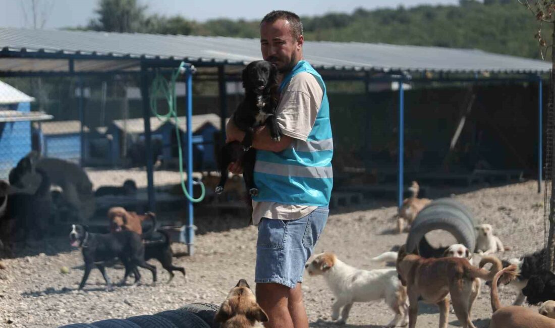 Pandemide dost ve arkadaş olan cins köpekler kaderine terk edildi, yüzlerce üretim çiftliği kapandı Pandemi döneminde evine kapananların arkadaş olması için satın aldıkları cins