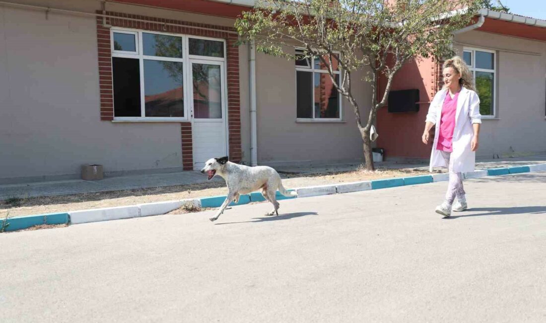 Bursa’da protez takılan “Benek” oynamaya başladı Bursa'da trafik kazasında 2 patisini kaybeden köpek Benek'e protez pati