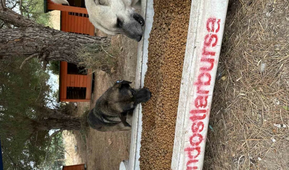 Perseid metor yağmurunda sokak hayvanları için yüzlerce kilo mama topladılar ULUDAĞ OKSİJEN ZONE HOTEL, 12 AĞUSTOS'TA DÜZENLEDİĞİ PERSEİD METEOR YAĞMURU