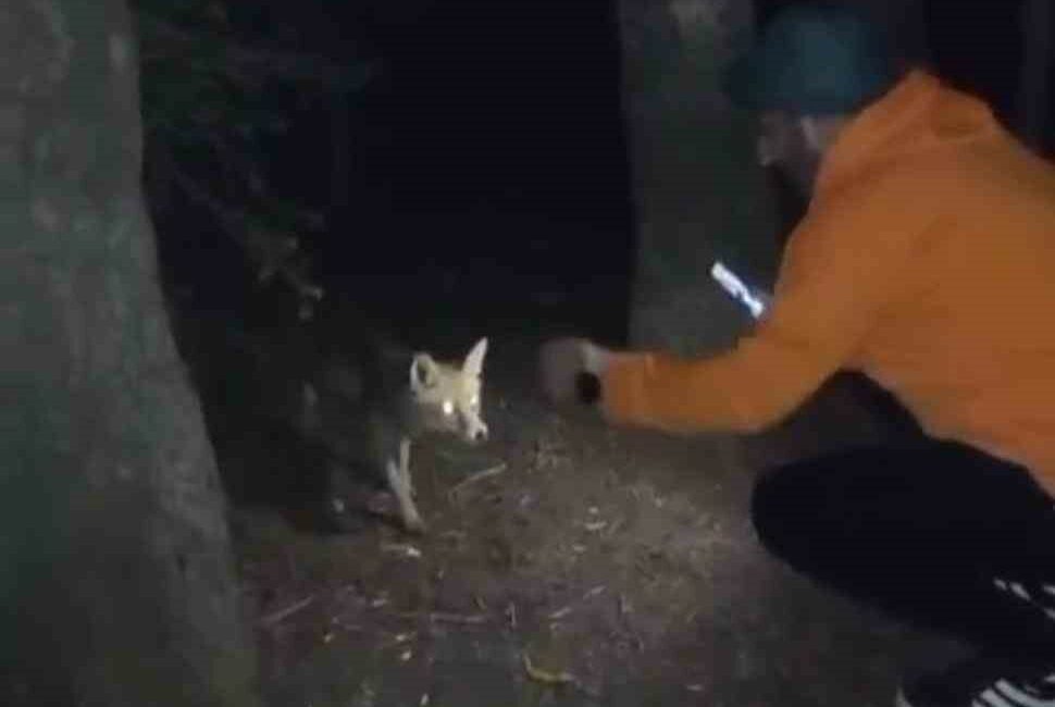 Bursa’da bir vatandaş, yanına çağırdığı tilkiyi köfte uzatarak elleriyle besledi.