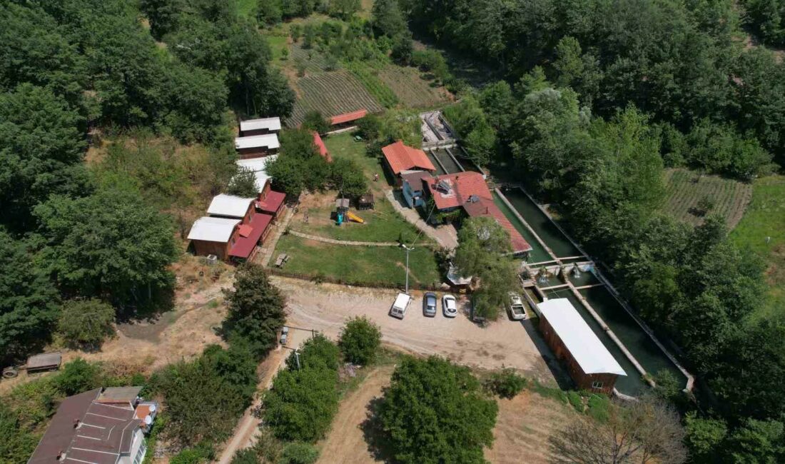 Uludağ’ın kar sularında yetiştirilen alabalık yaz aylarında rağbet görüyor Bursa’da Uludağ’ın eteğine kurulan çiftlikte dağdan akan buz gibi sularda
