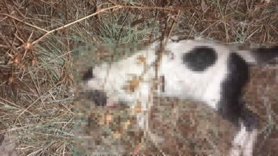 Çanakkale’nin Biga ilçesinde bazı kedi ve köpeklerin zehirlendiği iddiasına hayvanseverler