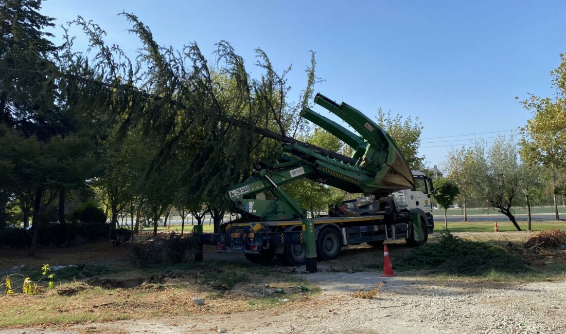 Büyükşehir proje alanlarındaki ağaçları naklediyor Bursa Büyükşehir Belediyesi, proje alanlarının içinde kalan ağaçları yerinden sökerek,