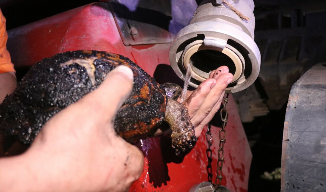 Sakarya’nın Adapazarı ilçesindeki orman yangınında yaralanan kaplumbağa, ekiplerce kurtarıldı.