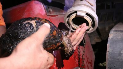 Sakarya’nın Adapazarı ilçesindeki orman yangınında yaralanan kaplumbağa, ekiplerce kurtarıldı.