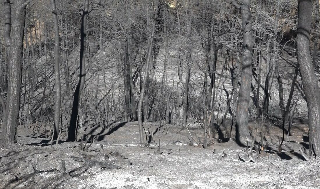 Mudanya’da yanan 25 hektar orman yeniden ağaçlandırılacak Bursa'nın Mudanya ilçesindeki orman yangınında zarar gören 25 hektarlık alan