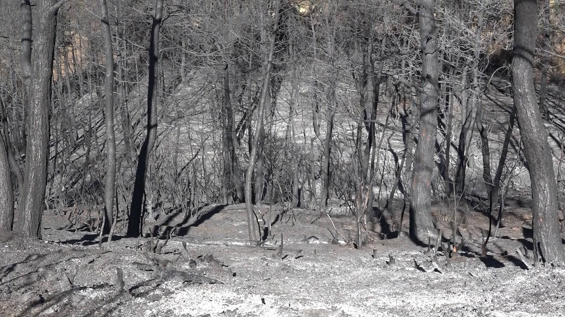 Mudanya’da yanan 25 hektar orman yeniden ağaçlandırılacak