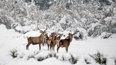 Bursa'da yetiştirilen kızıl geyikler, bir zamanlar atalarının yaşadığı Burdur'daki Salda