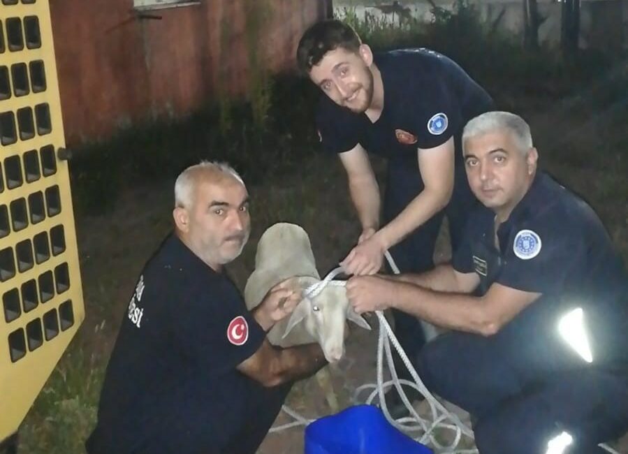 Bursa’nın İnegöl ilçesinde foseptik çukuruna düşen koyun, itfaiye ekiplerince kurtarıldı.