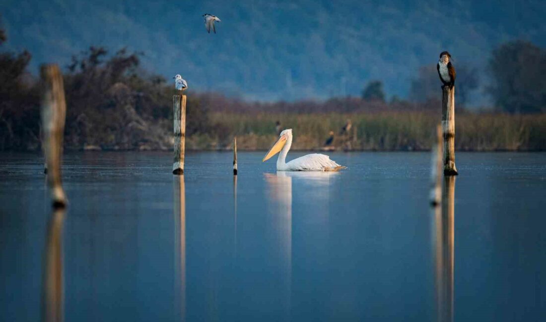 Doğa fotoğrafçısı Alper Tüydeş, Uluabat Gölü’nde tepeli pelikanları Uluabat Gölü’nde