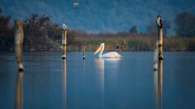 Doğa fotoğrafçısı Alper Tüydeş, Uluabat Gölü’nde tepeli pelikanları Uluabat Gölü’nde