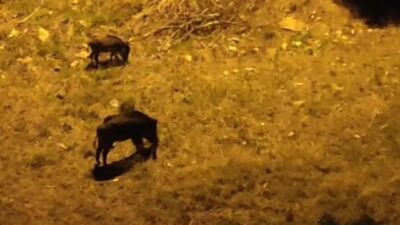 Bursa’nın Gemlik ilçesinde yemek aramak için şehir merkezine gelen domuzlar