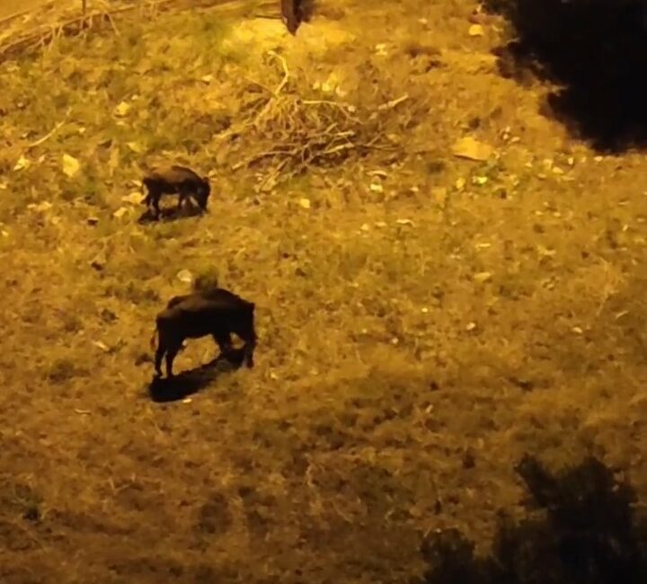 Bursa’da domuz sürüsü şehir merkezinde görüntülendi Bursa’nın Gemlik ilçesinde yemek aramak için şehir merkezine gelen domuzlar