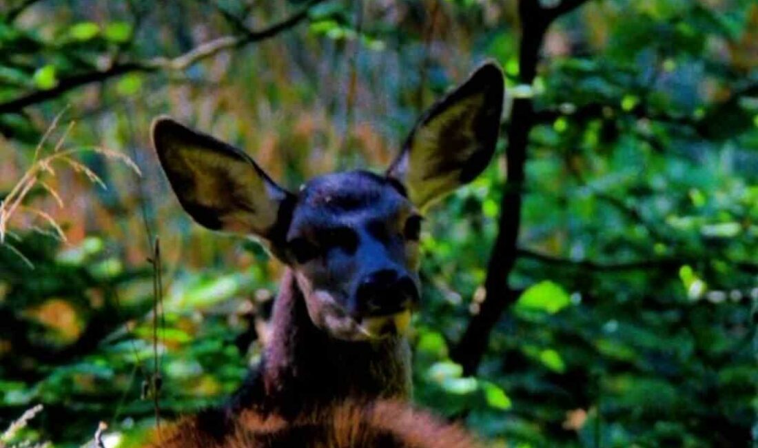 Bursa’nın İnegöl ilçesinde doğa fotoğrafçısı, kızıl geyik görüntüledi.
