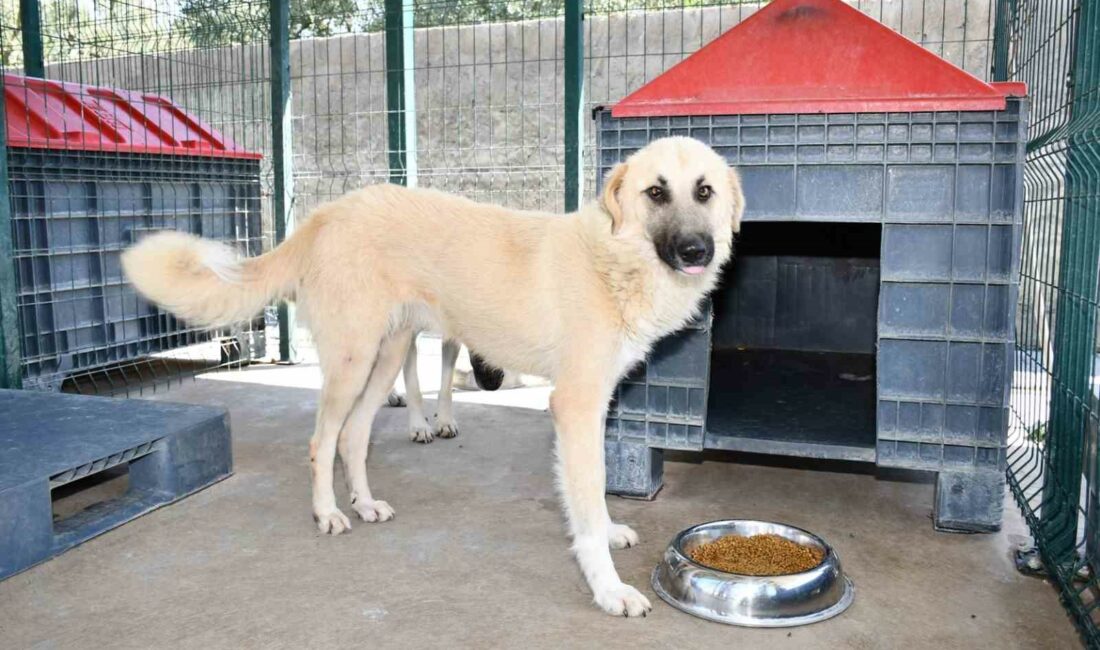 İznik’teki sokak hayvanları için tam teşekküllü merkez İZNİK BELEDİYESİ’NİN HAYATA GEÇİRDİĞİ VETERİNER SAĞLIK HİZMETLERİ VE REHABİLİTASYON MERKEZİNDE