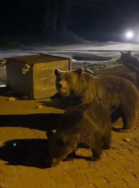 Uludağ’da hayvanlar ailemi kameralara yansıdı BURSA’DA TİLKİNİN AYI AİLESİNİN YİYECEK ARAYIŞI KAMERALARA YANSIDI.