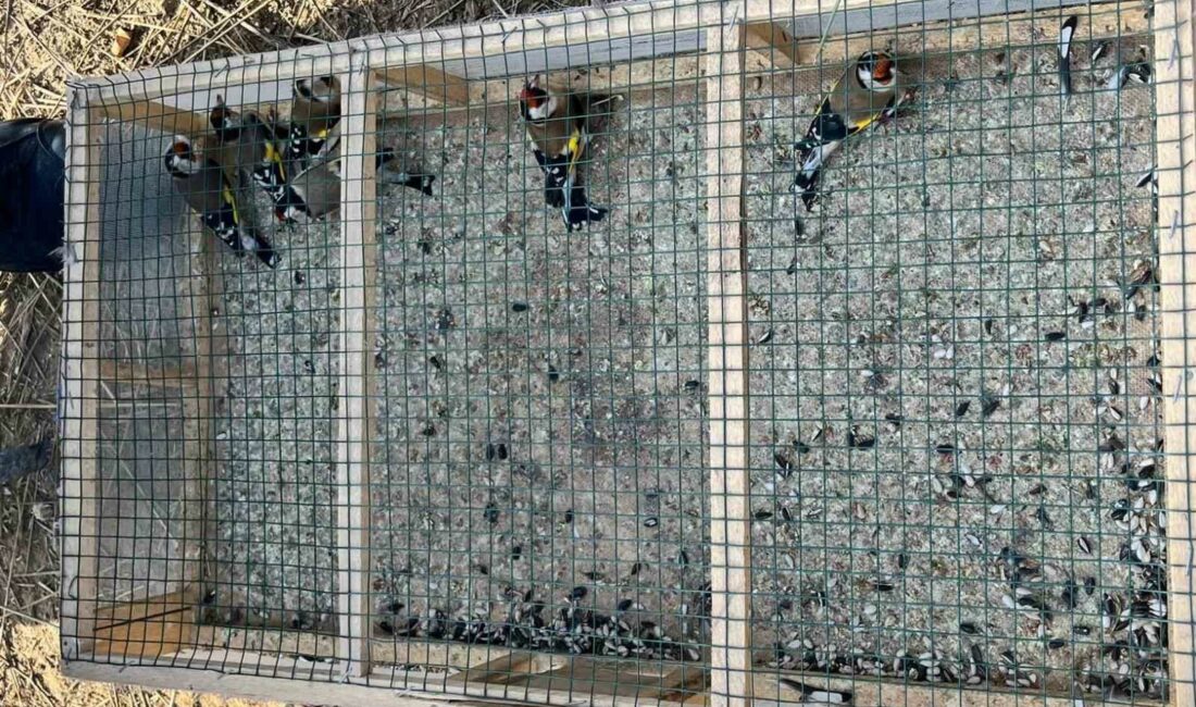 Yasadışı avlanan kişiye 73 bin lira ceza kesildi BURSA'NIN YENİŞEHİR İLÇESİNDE AĞ, KAFES VE SES SİSTEMİ İLE YABANİ