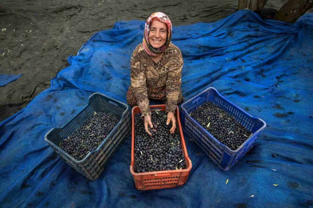 BÖLGEDE ZEYTİN HASADI İÇİN GERİ SAYIM BAŞLADI. MARMARABİRLİK’TE REKOLTE BEYANI