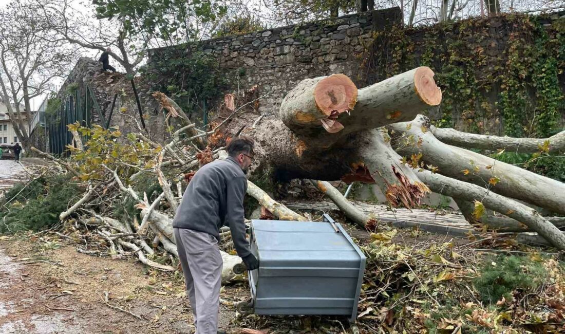 250 yıllık tarihi çınar fırtınaya dayanamadı BURSA'DA 510 YILLIK GEÇMİŞİ BULUNAN TARİHİ HÜSNÜGÜZEL KAPLICASI'NIN BAHÇESİNDEKİ 250