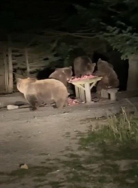 Uludağ’da ziyafet çeken ayılar kamerada Bursa Uludağ’da geçtiğimiz günlerde aç kalan ayılar, turistik tesis ve mekanları