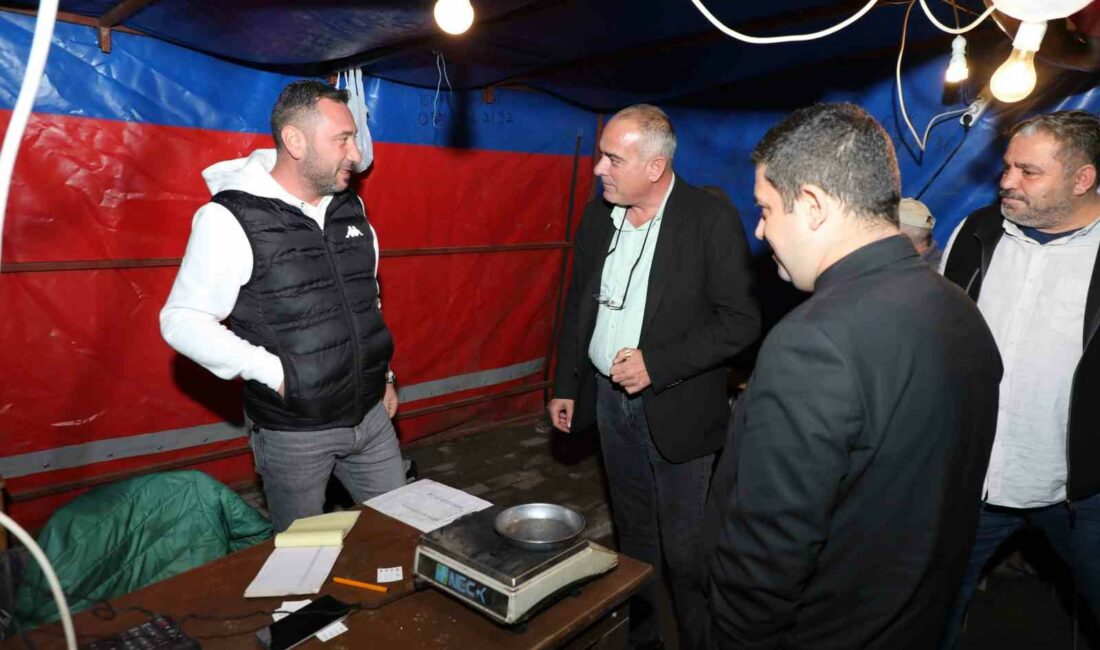 TÜRKİYE’NİN EN KALİTELİ SOFRALIK ZEYTİNİ OLAN GEMLİK ZEYTİNİNDE HASAT DÖNEMİ