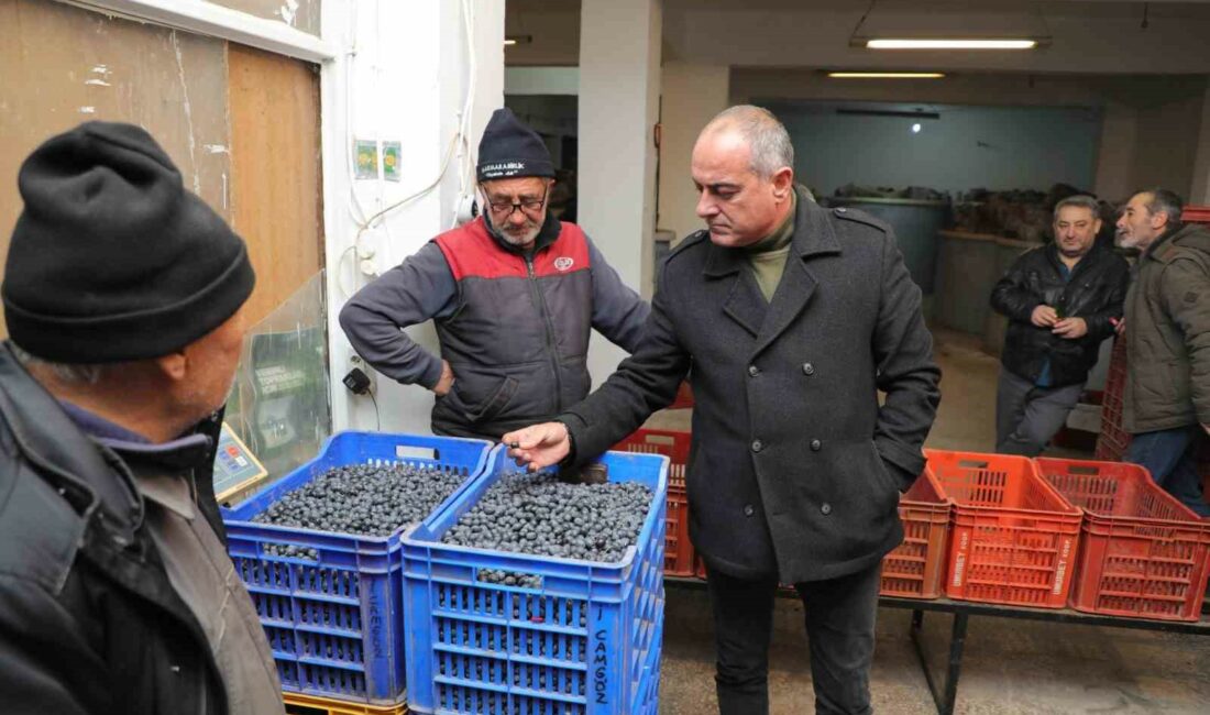 GEMLİK BELEDİYE BAŞKANI MEHMET UĞUR SERTASLAN, 26 KASIM DÜNYA ZEYTİN