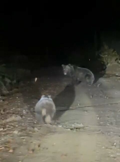 Bursa’da anne ve yavru ayı vatandaş kamerasına yansıdı BURSA'NIN İNEGÖL İLÇESİNDE DAĞ YOLUNDA DOĞA GEZİSİ YAPAN 2 ARKADAŞIN