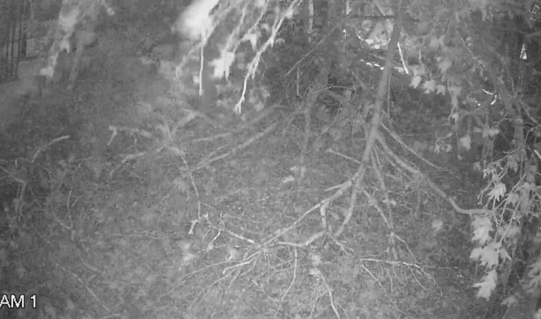 Bursa’da şiddetli rüzgar 250 yıllık çınarı devirme anı kamerada BURSA’DA DÜN GECE İTİBARİ İLE ETKİSİNİ GÖSTEREN FIRTINA ÖNÜNE GELEN