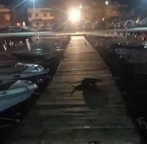 BURSA’DA ŞİDDETLİ FIRTINA SONRASI SU SAMURLARI ORTAYA ÇIKTI. İSKELEDE KEDİYİ