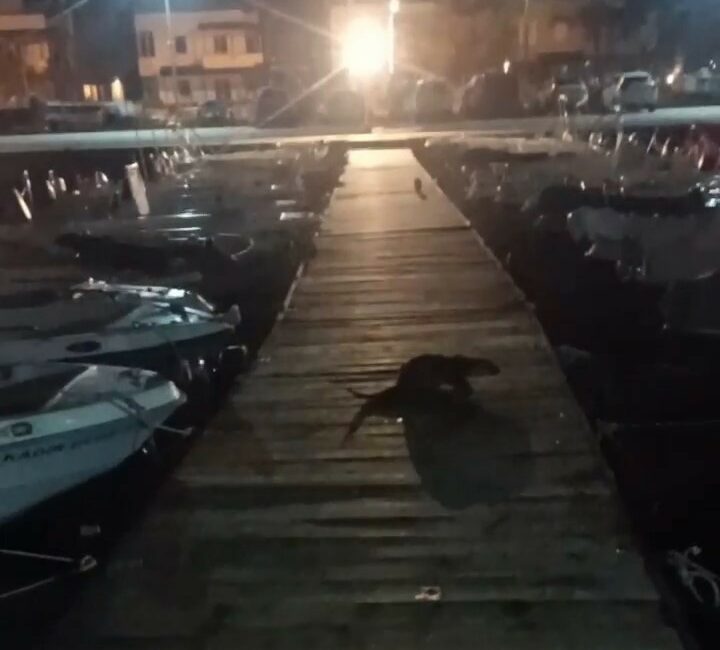 Bursa’da su samuru kediyi böyle kovaladı BURSA’DA ŞİDDETLİ FIRTINA SONRASI SU SAMURLARI ORTAYA ÇIKTI. İSKELEDE KEDİYİ